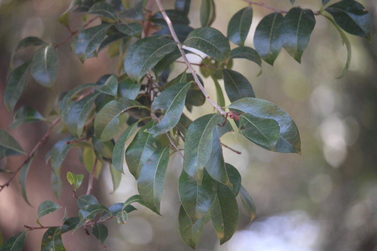 Xantolis tomentosa (Roxb.) Raf.